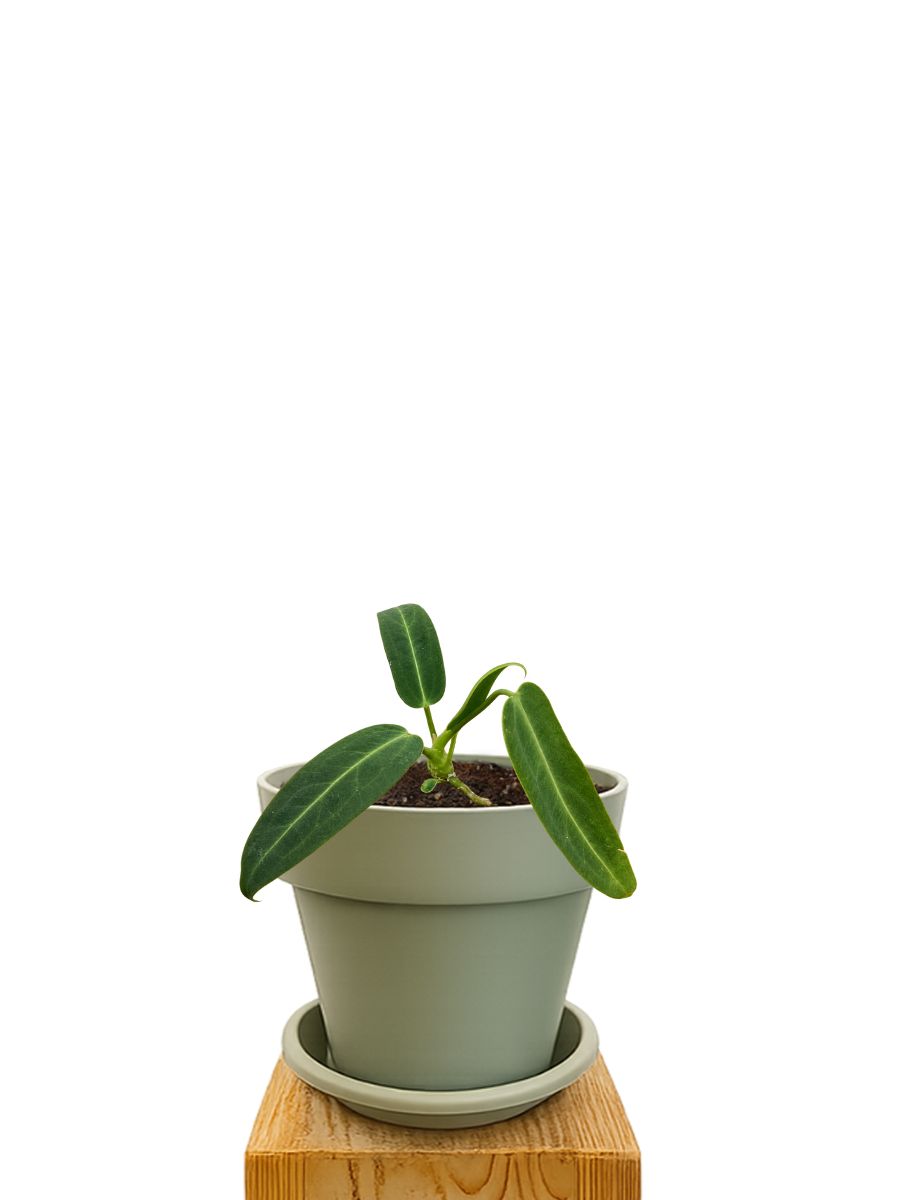 Plant kit 16 Green